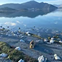 Nesli tükenme tehlikesi altında: Eğirdir Gölü'nde yaralı bulundu