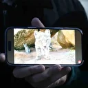 Tek başına bile nadir kaydediliyor: Ormanın hayaletleri ailece görüntülendi 