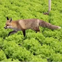 Küs olan kardeşlerin tilki rekabeti: Biri mangal diğeri pasta yapıyor
