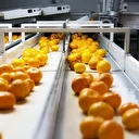 Türkiye'nin 10 aylık mandalina ihracatı 375 milyon dolara yükseldi