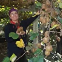 Ordu kivisinde rekolte hedefi 6 bin 200 ton: Ekonomiye katkısı yaklaşık 500 milyon lira