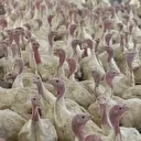 Bolu’da üreticilere 'kuş gribi' uyarısı