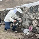 Osmanlı saray lezzeti olarak biliniyor: Yılın son hasadı başladı, rekolte her yıl artıyor