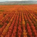 Kabalı meyve bahçesinde sonbahar renkleri havadan görüntülendi