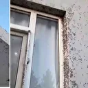 Akılalmaz görüntü: Bir evin dış cephesini sinekler istila etti