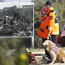 Erzincan'da sahipli köpeklere arama kurtarma eğitimi veriliyor