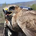 Bozkır şahini 2,5 yılda 28 ülkede 103 bin 456 kilometre uçtu