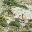 Doğanın sevimli yüzü: Tilki ailesi havadan görüntülendi