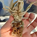 Eğirdir Gölü’nde 300 kaçak kerevit pinteri ele geçirildi: Balıkçıya para cezası uygulandı