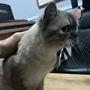 Esenyurt'ta en sonunda bu da oldu: Balkona tırmanıp cins kediyi çaldı