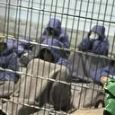 أسير فلسطيني سابق: اغتُصبت بـ"كلب بوليسي" في سجن إسرائيلي