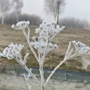 Ardahan'da termometreler eksi 13'ü gördü: Ağaçlar ve çiçekler kırağı tuttu