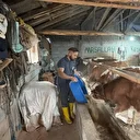 Genç çiftin köy yolculuğu: Giresunlu genç çift İstanbul'u terk edip köylerinde çiftlik kurdu, beş hayvanla başlayıp iki yılda sayıyı sekiz katına çıkardılar