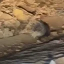 Yüksekova'da nadir görülen Hint oklu kirpi görüntülendi 