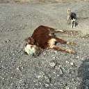 Erzincan'da tehlikeli sorumsuzluk: Şaplı hayvanlar meraya atıldı