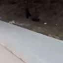 Bolu'da aç kalan domuz sürüleri üniversite kampüsüne indi