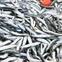 Su sıcaklığının düşmediği Karadeniz'de hamsi soğuk sulara yöneldi