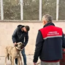 Afyonkarahisar'da köpek dövüştüren 12 şüpheli yakalandı