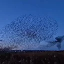 Tekirdağ semalarında sığırcıkların büyüleyici dansı