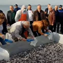 Zonguldak'ta düzenlenen hamsi festivalinde 10 ton balık dağıtıldı