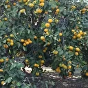 Bahçede 2 markette 30 lira: Fiyatı sert düşünce vatandaşa ücretsiz dağıttılar