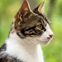 Karar verdiler: 2050’ye kadar 2.5 milyon kedi öldürülecek