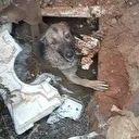 Antalya’da foseptik çukuruna düşen köpek kurtarıldı 