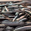 Doğu Karadeniz'de hamsi büyüklüğü ve bolluğuyla yüzleri güldürüyor