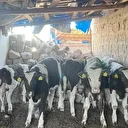 Kaldıkları ahırın duvarını yıkıp kaçtılar: Firar eden inekleri jandarma buldu