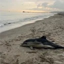 Samsun'da ölü yunus sahile vurdu