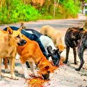 Kontrolsüz beslemek yasak