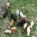 Osmaniye'de çobanın kaybolan 15 keçisi dron yardımıyla bulundu