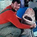 Yalova açıklarında 4 metre uzunluğunda köpek balığı ağa takıldı: Tam 300 kilo ağırlığında