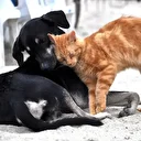 AB kedi ve köpeklerin refahına ilişkin yasa hazırladı