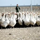 Türkiye'de ilk sırada yer alıyor: Yılda yaklaşık 2,5 milyon kaz yetiştiriliyor