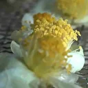 Karadeniz’in yeni altını: Rize, Trabzon, Artvin’de trend oldu! Kilosu 6 bin TL’den satılıyor