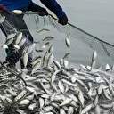 Doğu Karadeniz'den 10 ayda 29 ülkeye su ürünü ihraç edildi