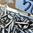 Trabzon'da hamsinin kilogramı 50 liradan satılıyor