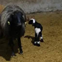 Erzincan'da yılın ilk kuzuları doğdu: Üreticilerin umudu tazelendi