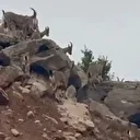 Dağ keçileri sürü halinde görüntülendi
