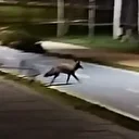 Sahilde yürüyüşe çıkan vatandaş tilkiyle karşılaştı