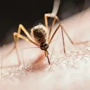 Bangladesh: sept nouveaux décès liés à la dengue