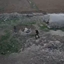 İşgalci yerleşimciler Filistinli ailenin eşeklerini çaldı