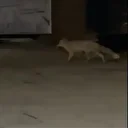 Muş’ta aç kalan tilki şehir merkezine indi