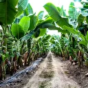 Devlet teşvikleriyle 7 bin 500 dekara çıktı: Bu yöntemle tropikal meyve yetiştiriyorlar