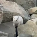 Nadir rastlanıyor: Koruma altında Bayburt'ta görüntülendi