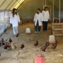 Üniversiteli öğrenciler yetiştirmeye başladı: Verim 5 kat arttı, sayıları 60'tan 700'e ulaştı