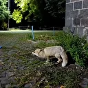 Tilkiyi bisküviyle besledi o anları kayda aldı