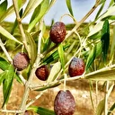 Zeytinin en doğal hali: Karaburun Furma zeytini hasadı başladı