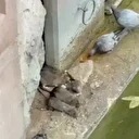 Eskişehir’de sürpriz sofra: Güvercinler ve fareler birlikte yemek yedi